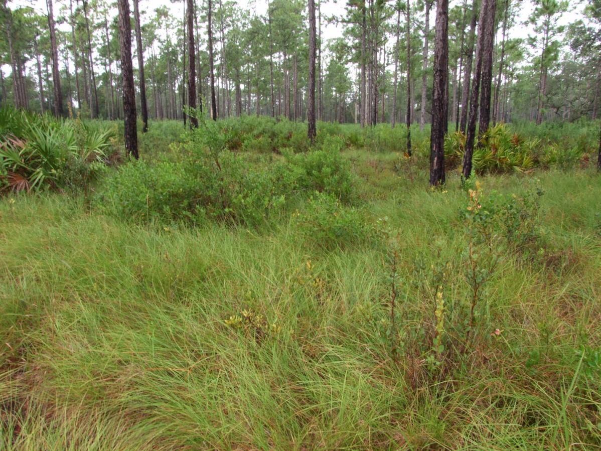 Wet Flatwoods